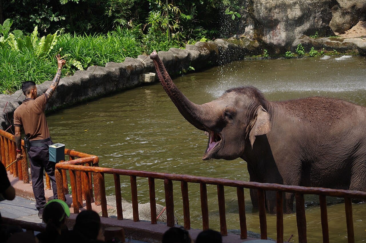 Singapore Zoo and Night Safari with Shared Transfers